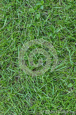 Grass Texture Stock Photo