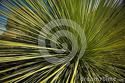 Grass Tree Stock Photo