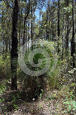 Grass tree or blackboy in jarrah forest Stock Photo