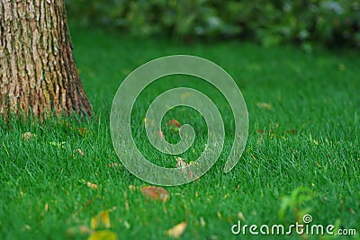 Grass and tree Stock Photo