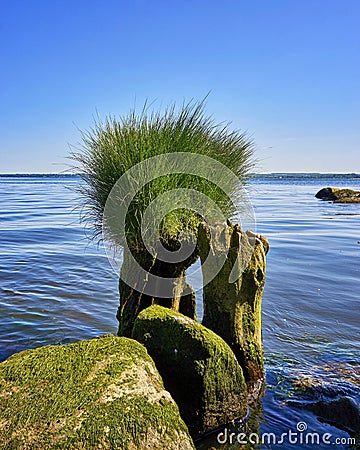 Grass on tree trunk at the Baltic Sea Stock Photo