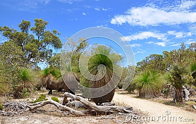 Grass Trees: Australian Bushland Stock Photo