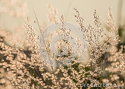 Grass,tree,flower,morning,sunlight Stock Photo
