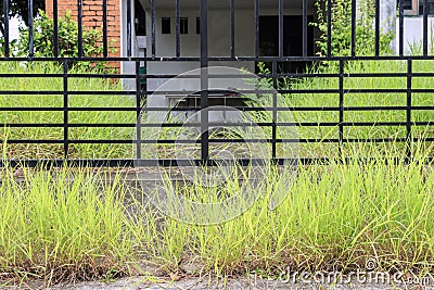 Grass and weed side fence at rainy season. Stock Photo