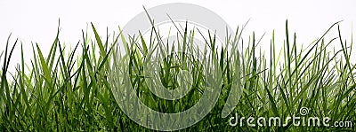 Grass Stock Photo