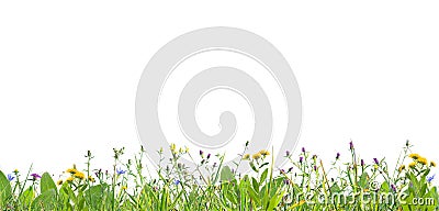 Grass and wild flowers Stock Photo