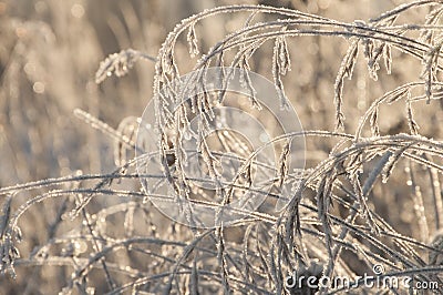 Grass with winter rime and frost crystals in sunlight Stock Photo