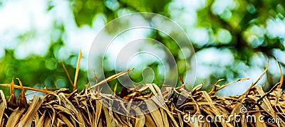 The grass wither Stock Photo
