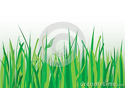 Grasses Stock Photo