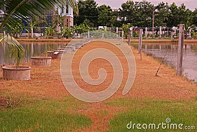 Grasses burn down from post emergence herbicide effect to control grasses Stock Photo