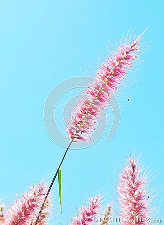 Grasses flower. Poaceae or Gramineae Stock Photo