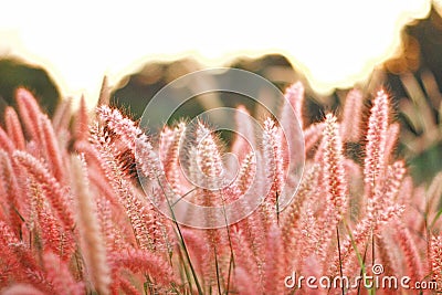Grasses flower. Poaceae or Gramineae Stock Photo