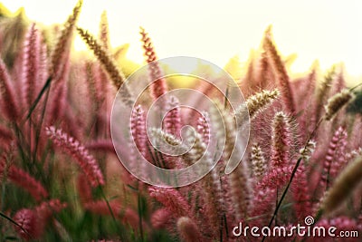 Grasses flower. Poaceae or Gramineae is a large and nearly ubiquitous family of monocotyledonous flowering plants Stock Photo