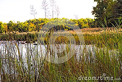 Grasses growing around small pon in the fall season Stock Photo
