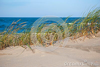 Grasses growing on coastal sand dunes Stock Photo