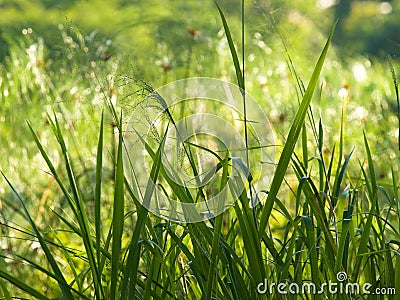 Grasses and Reeds Stock Photo