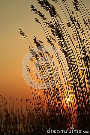 Grasses silhouetted at sunset Stock Photo