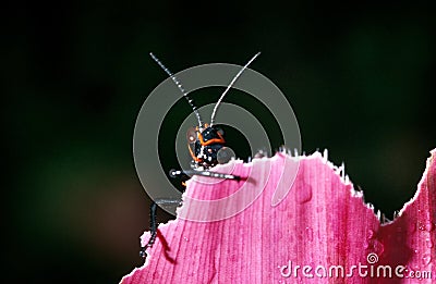 Grasshoper eating Flower, Costa Rica Stock Photo