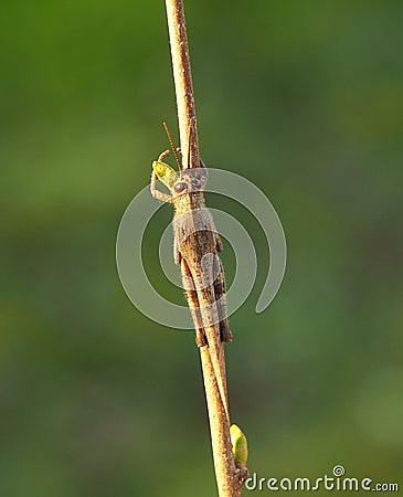 Grasshoper in green background Stock Photo