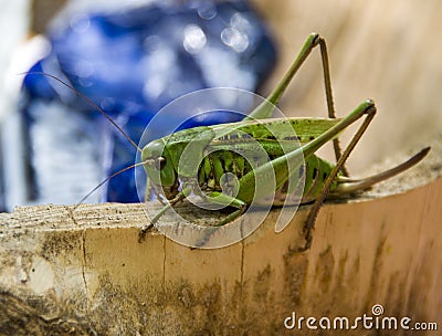 Grasshopper Stock Photo