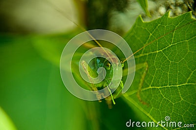 Grasshopper Stock Photo