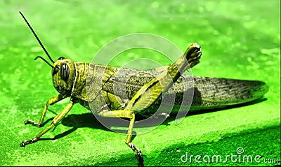 Grasshopper Stock Photo