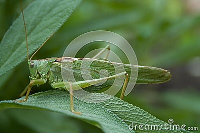 Grasshopper Stock Photo