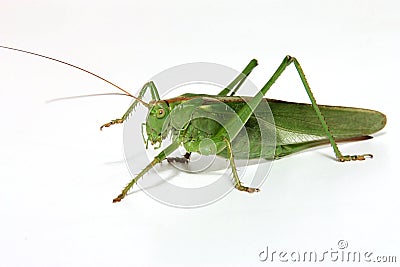 Grasshopper Stock Photo