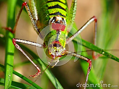 Grasshopper Stock Photo