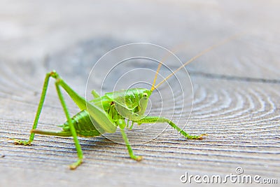 Grasshopper Stock Photo