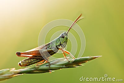 Grasshopper Stock Photo