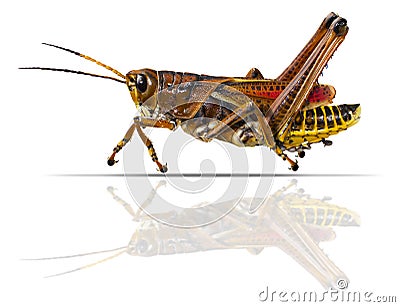 Grasshopper Stock Photo