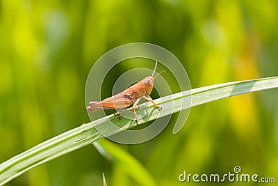 Grasshopper Stock Photo