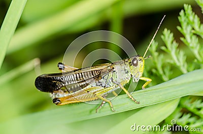 Grasshopper Stock Photo