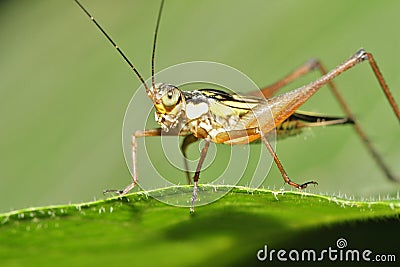 Grasshopper Stock Photo