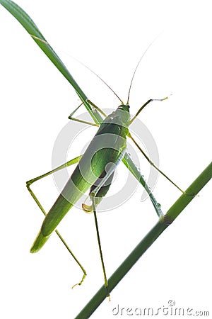 Grasshopper 3 Stock Photo