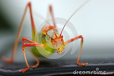 Grasshopper Stock Photo