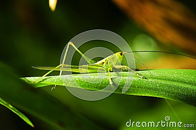 Grasshopper Stock Photo