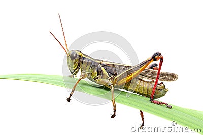 Grasshopper Stock Photo