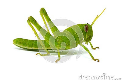 Grasshopper Stock Photo