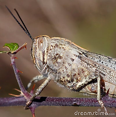 Grasshopper Stock Photo