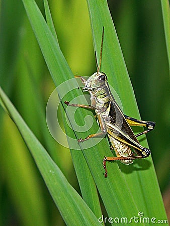 Grasshopper Stock Photo