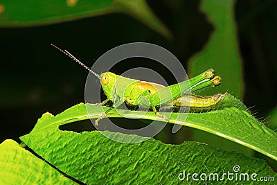 Grasshopper, Aarey Milk Colony , INDIA Stock Photo