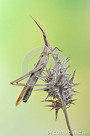 Grasshopper Acrida oxycephala Stock Photo