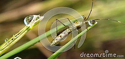 Grasshopper alighted on rice leaves Stock Photo