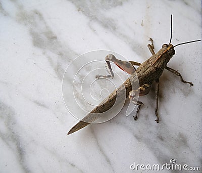 Grasshopper animal of class Insecta insects Stock Photo