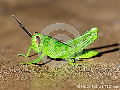 grasshopper animal insect pest predator plant leaf Stock Photo