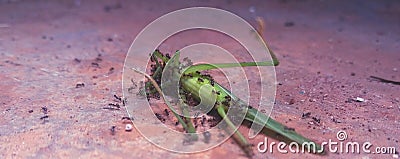 Grasshopper ants floor food dead Stock Photo