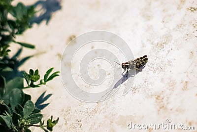 Grasshopper on a background of green grass close-up Stock Photo