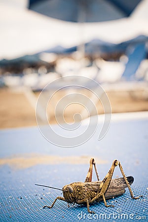 Grasshopper on beach lounger Stock Photo